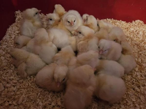 Image 3 of Light Sussex chicks day old