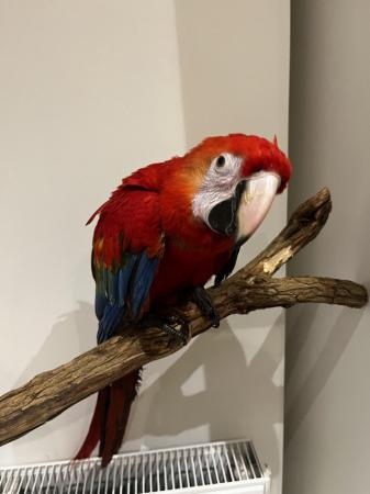 Image 6 of ??Adorable Baby Scarlet Macaw for Sale!??