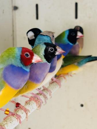 Image 3 of Gouldian finches available 2023 hatched