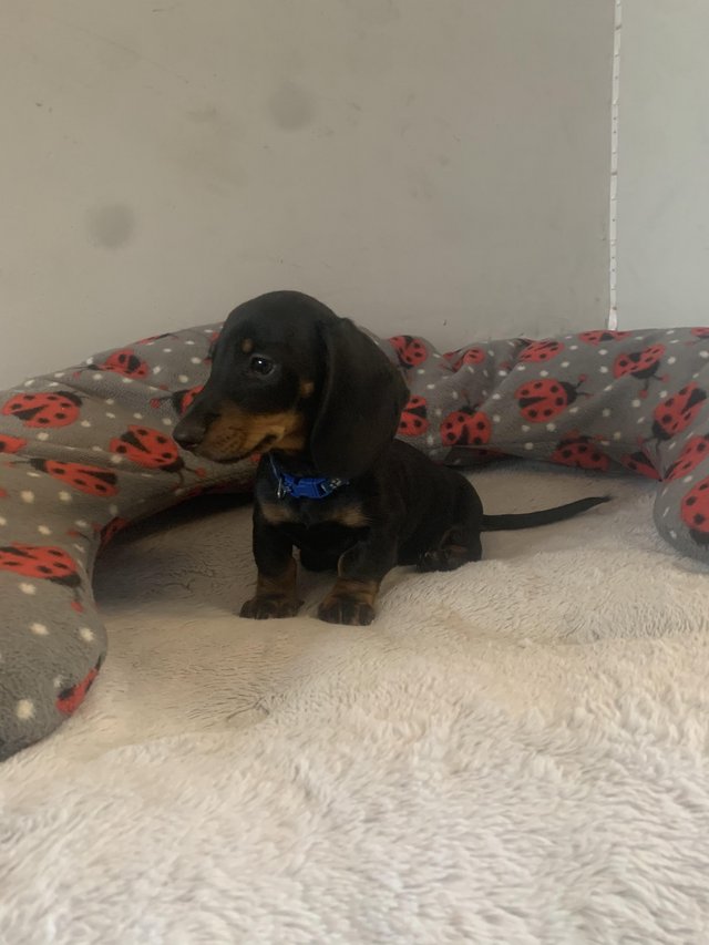 Preview of the first image of miniature dachshund puppies.