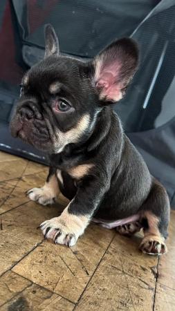 Image 4 of 8 week old French Bulldog boys ready for loving home