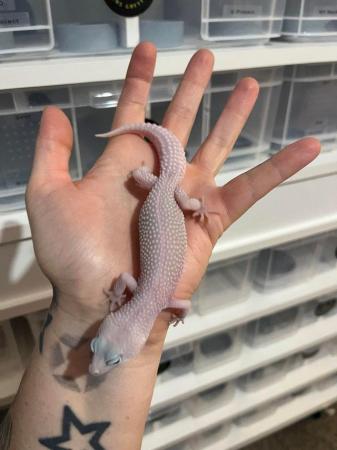Image 3 of £30 last male** leopard geckos different ages REDUCED**