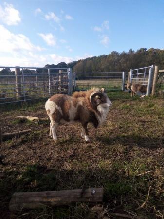Image 2 of Registered Soay Ram 2yrs old