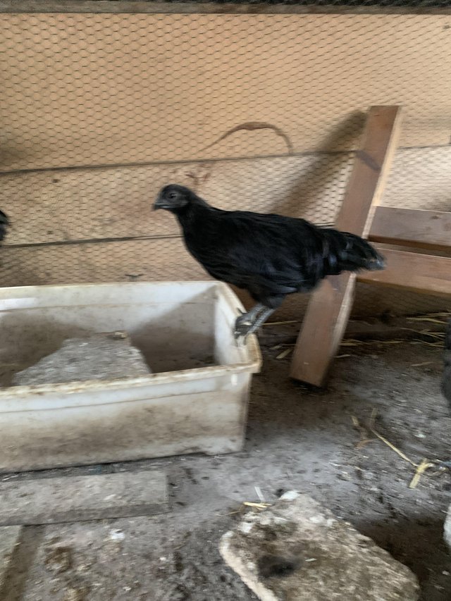 Preview of the first image of Ayam cemani pair ( male and female).