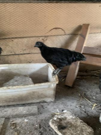 Image 1 of Ayam cemani pair ( male and female)