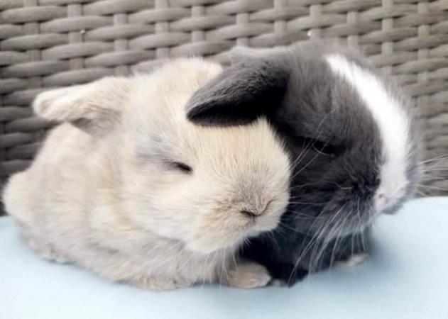 Image 13 of MINI LOP BUNNIES / 5 STAR HOMES ONLY