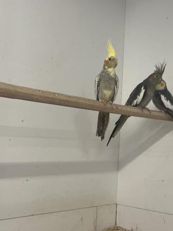 Image 5 of Cockatiels for sales 12-18 month old
