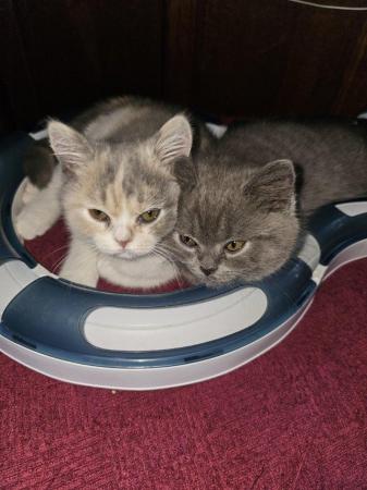 Image 2 of British Shorthair Kittens one left