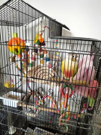 Image 5 of Conure and cage...........