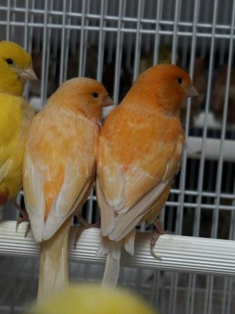 Image 4 of Canaries for sale in different colours