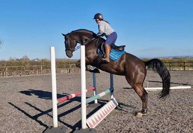 Image 1 of 17hh 9 year old warmblood mare.