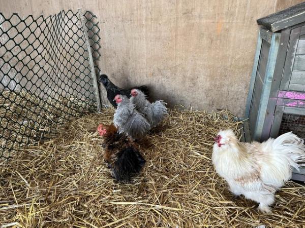 Pekin Bantam, Serama and Silkie cockerels for sale For Sale in Royston ...
