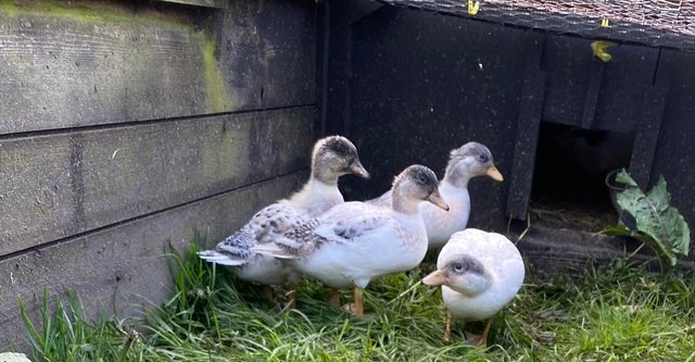 Preview of the first image of 2 pairs of abacot call ducklings.
