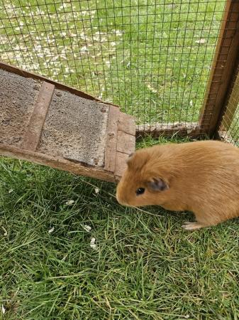 Image 2 of 12 mth old American guinea pig