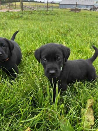 Image 5 of Black labrador puppies for sale