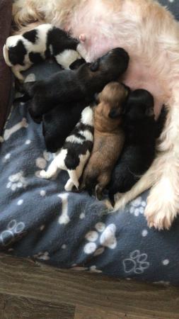 Image 2 of 2 beautiful male shih tzu left £500 ready now 9 week old
