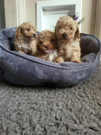 Image 1 of 7 weeks old maltipoo puppies