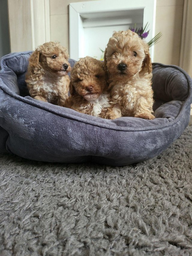 Preview of the first image of 7 weeks old maltipoo puppies.