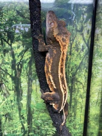 Image 2 of Dark base quad stripe male crested gecko with no tail