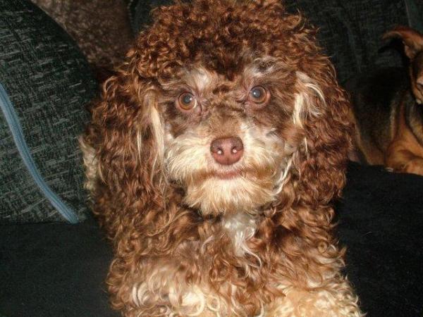 Image 2 of Tiny phantom HEALTH tested poodle for STUD ONLY