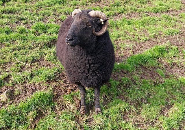 Preview of the first image of Black Welsh mountain Ram.