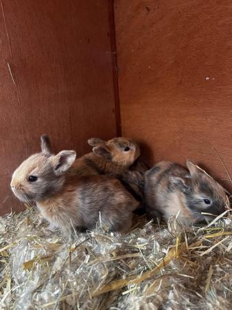 Image 4 of Accidental 7 French lop bunnies looking for loving homes