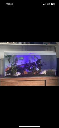 Image 3 of Fluval flex 123L  fish tank