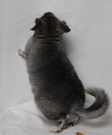 Image 6 of Baby Girl Chinchilla , 3 Months old for sale