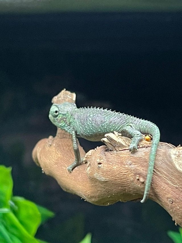 Preview of the first image of Von Hoehnels Chameleon at Birmingham Reptiles.
