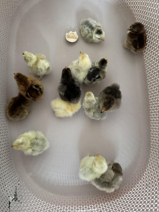 Preview of the first image of Pekin bantam chicks day old.