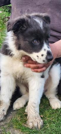 Image 11 of Beautiful border collie puppies