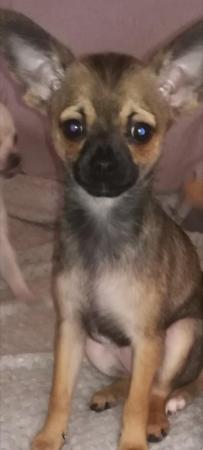 Image 15 of very small chihuahua pups for sale  only 1 boy n 1 girl left