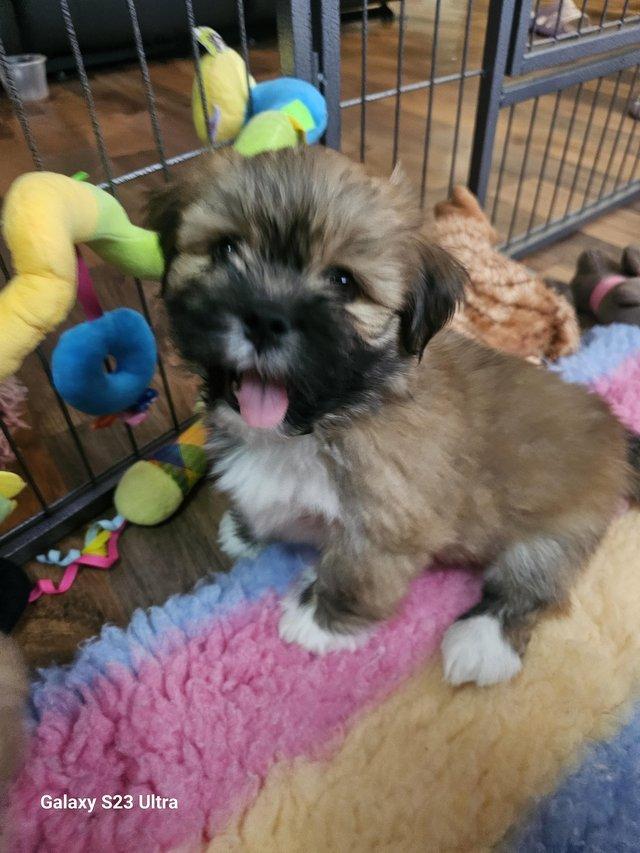 Preview of the first image of Lhasa apso puppies for sale.