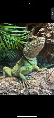 Image 5 of Chinese water dragon (female)