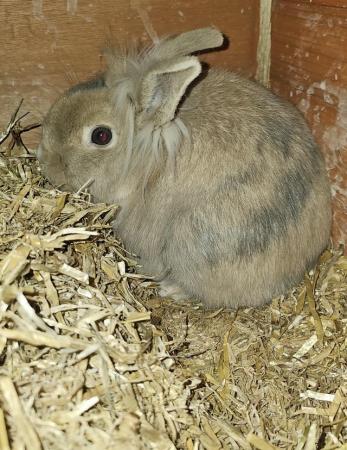 Image 4 of Rescue Lionhead doe for new home