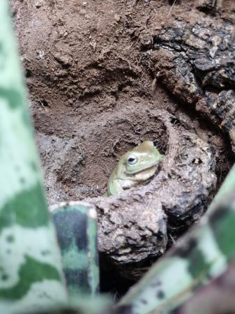Image 3 of Young Whites Tree Frog For Sale