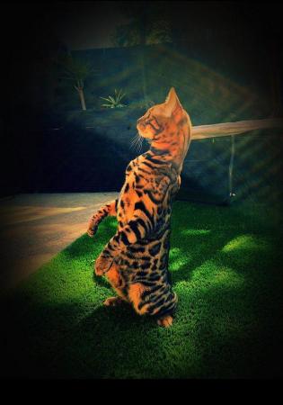 Image 3 of My last beautiful baby boy Bengal available