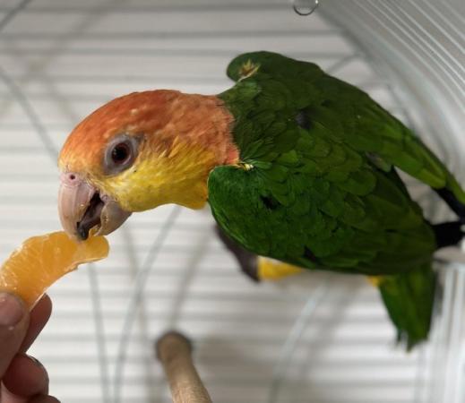 Image 2 of Semi Tame Yellow Tighed Caique Parrot and cage