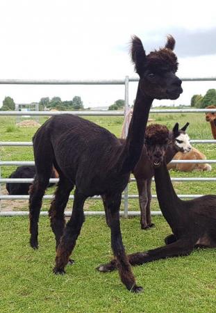 Image 3 of ALPACA, YOUNG, TOP QUALITY BAS FEMALES RELEASE