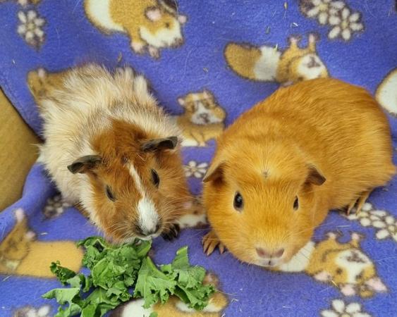 Image 6 of Baby Guinea Pigs Californian Aby and a Crested