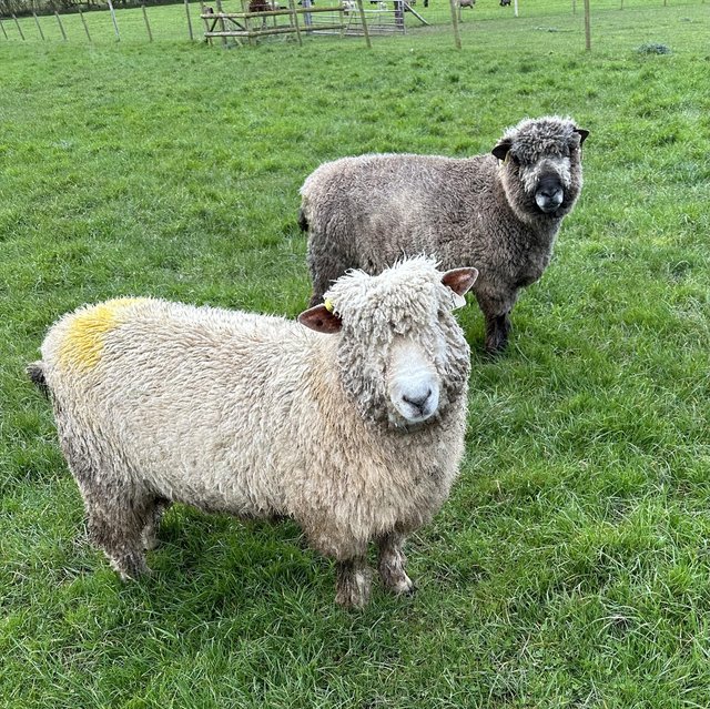 Preview of the first image of Ryeland and coloured Ryeland pedigree registered Rams.