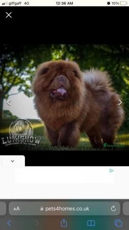 Image 5 of male short haired chow chow