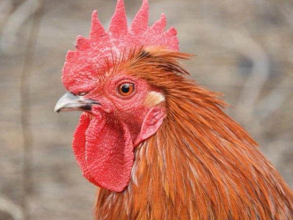 Image 3 of Bantam cockerels roosters chickens for sale male only