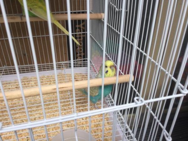 Image 3 of Pair of Budgies for sale