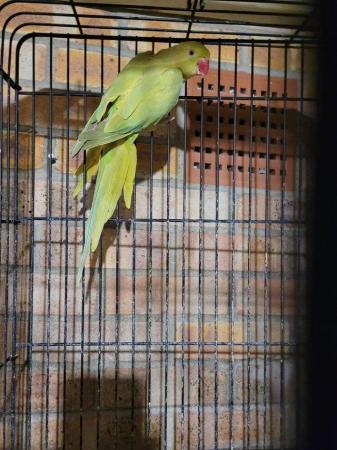 Image 4 of Yellowish Lime Indian Ringneck (Female) With Cage