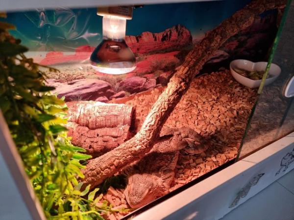 Image 2 of Bearded dragon for sale