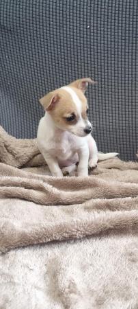 Image 7 of REDUCED 1 MALE  Jack russell x chihuahua puppy