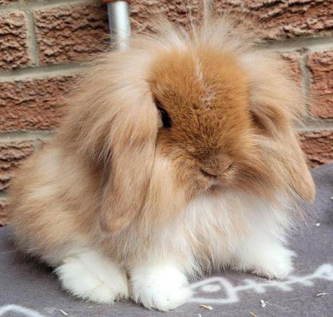 Image 6 of Quality vienna free mini lops for reservation