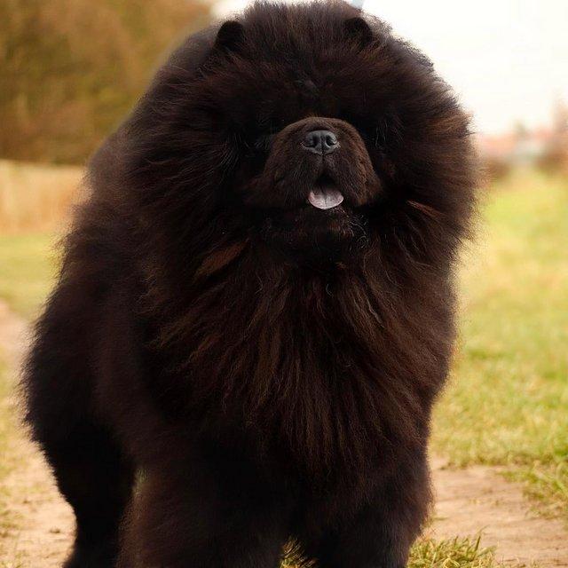 CHOW CHOW KONG FOR STUD DUTIES For Stud in Liverpool Merseyside