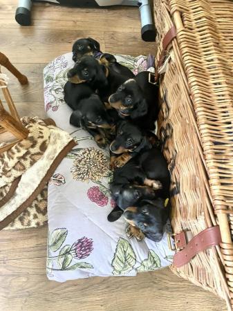 Image 3 of Miniature Dachshund puppies only two left